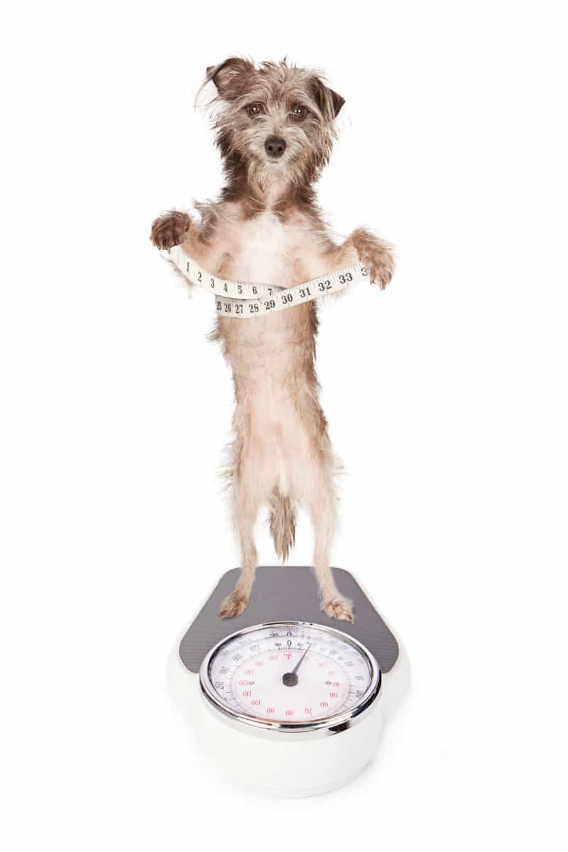 How do you know if your dog is the correct weight?