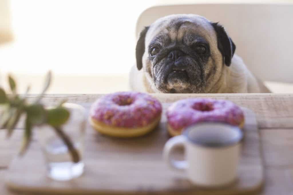 What are the top ten food no-no’s for your dog?