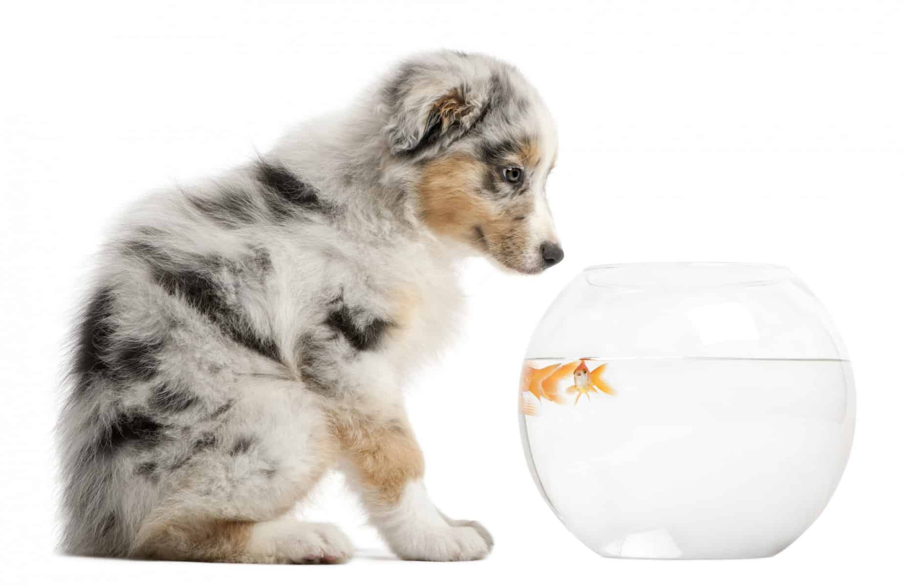Can my pooch eat fish?