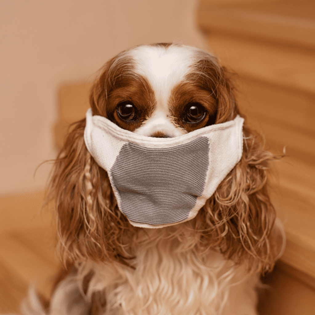 How can your dog avoid “dog breath”?