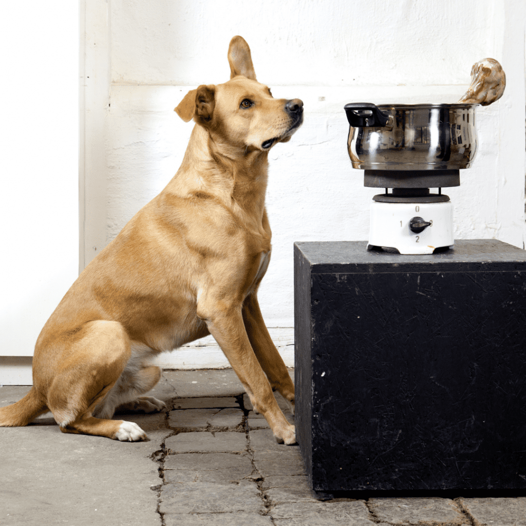 How is important food temperature for dogs?