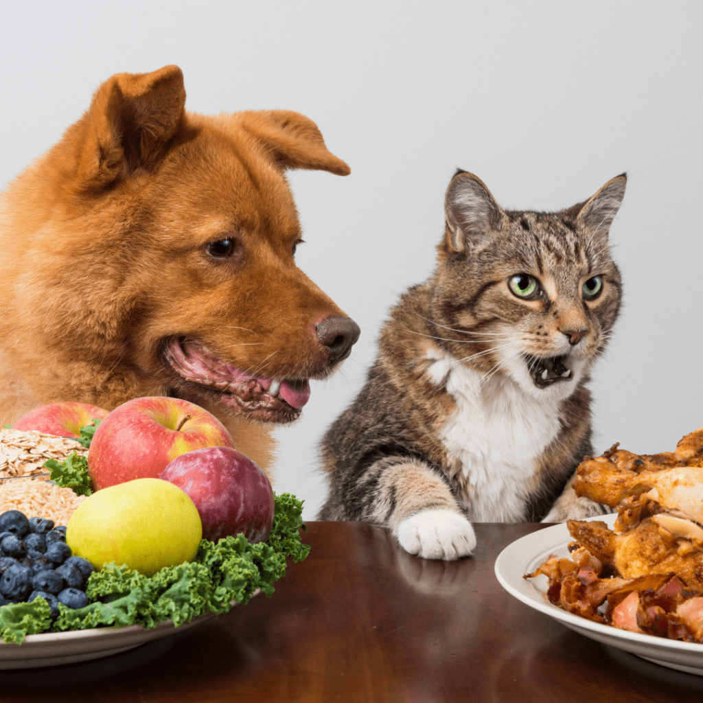 Can a dog be healthy and a vegetarian?