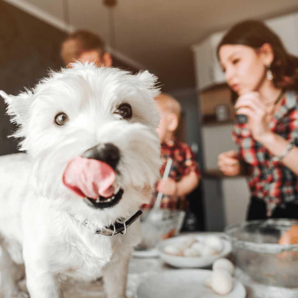 Is cooking for your dog a good idea?