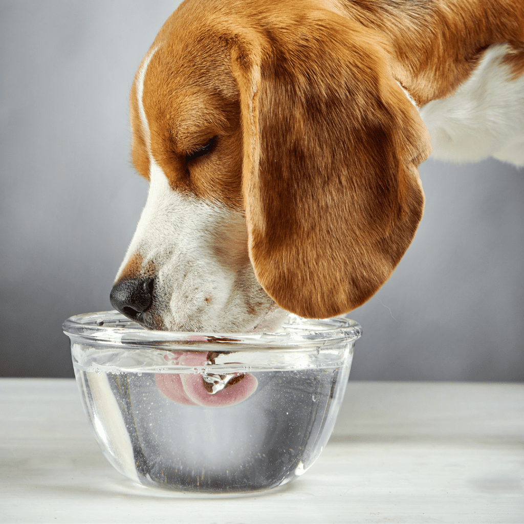 How much water should your dog drink?